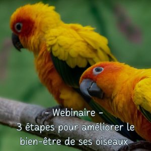Conférence - 3 étapes pour améliorer le bien-être de son animal