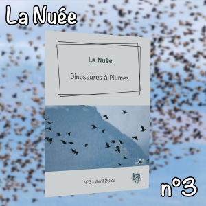 La Nuée n°3 - Le jeu social / Le grand Eclectus / Le comportement