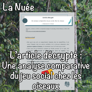 L'article décrypté : Une analyse comparative du jeu social chez les oiseaux