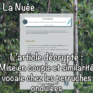 L'article décrypté : Mise en couple et similarité vocale chez les perruches ondulées