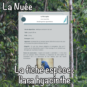 La fiche espèce : l'ara hyacinthe