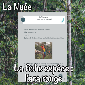 La fiche espèce : l'ara rouge