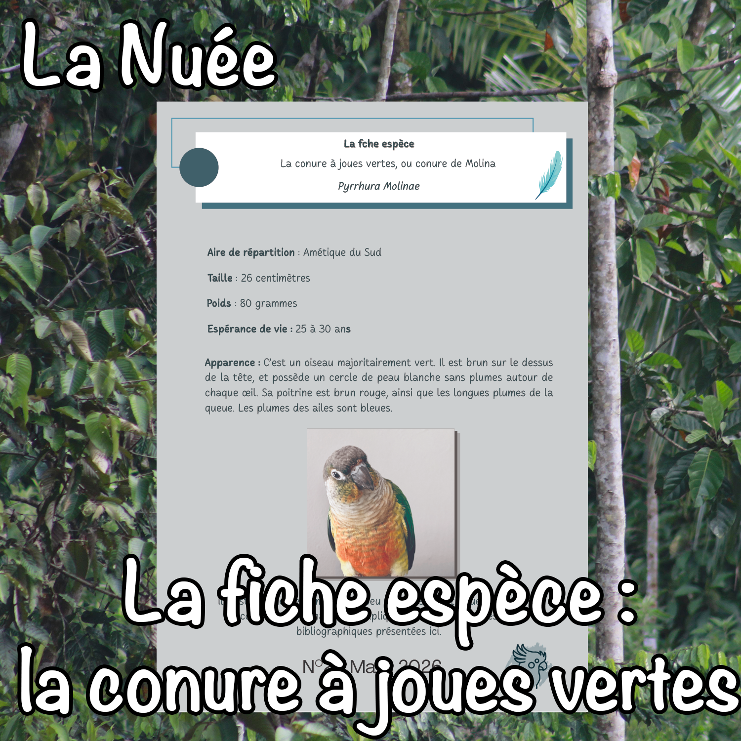La fiche espèce : la conure à joues vertes