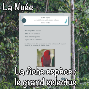 La fiche espèce : le grand eclectus