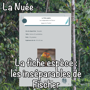 La fiche espèce : les inséparables de Fischer