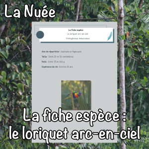 La fiche espèce : le loriquet arc-en-ciel
