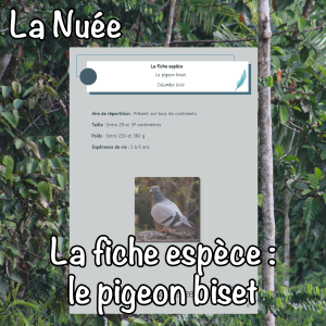 La fiche espèce : le pigeon biset